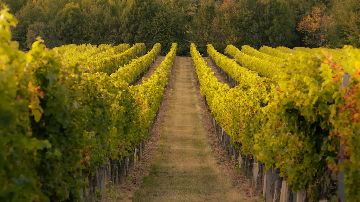 Champagne starts its earliest harvest on record and cuts the volume at the same time